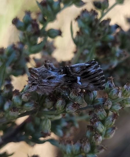 Calophasia lunula  - Thomas Lux