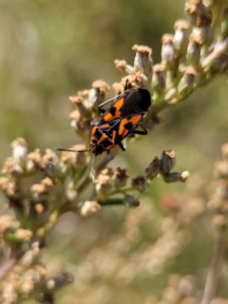 Spilostethus saxatilis  - Thomas Lux