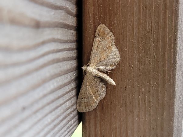 Eupithecia simpliciata  - Thomas Lux