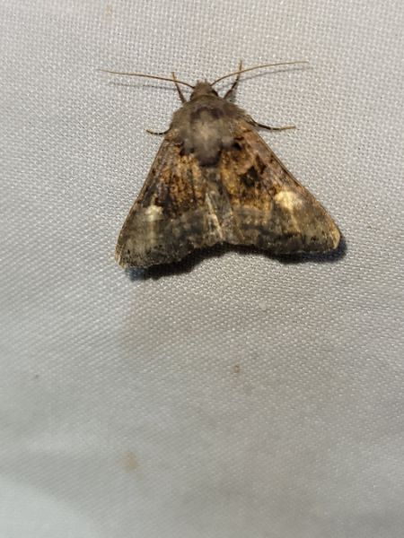Euplexia lucipara  - Thomas Lux