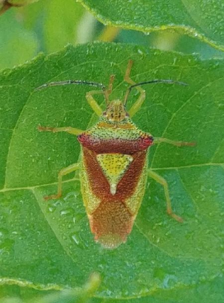 Acanthosoma haemorrhoidale 