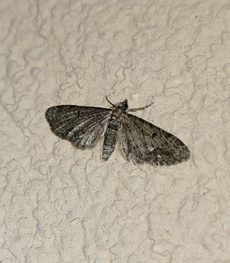 Eupithecia virgaureata  - Thomas Lux