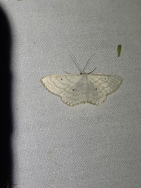 Scopula immutata  - Thomas Lux