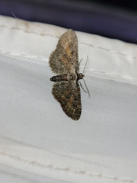 Eupithecia icterata  - Thomas Lux