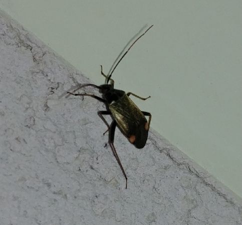 Adelphocoris seticornis 