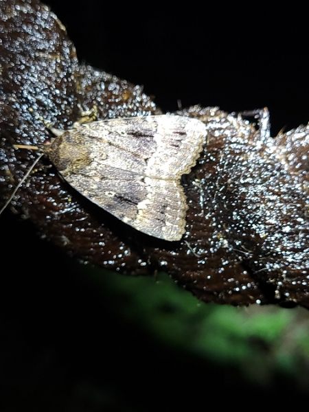 Amphipyra berbera  - Thomas Lux