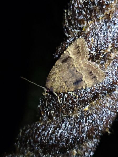 Amphipyra berbera  - Thomas Lux