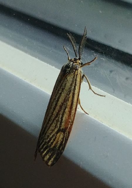 Ecaille striée 