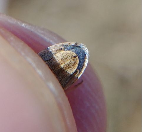 Neottiglossa leporina 