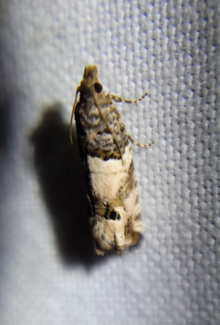 Spilonota ocellana  - Thomas Lux