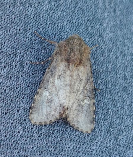 Luperina testacea 