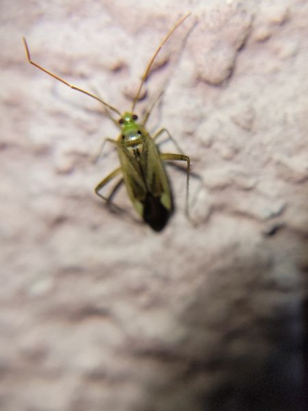 Adelphocoris lineolatus  - Thomas Lux