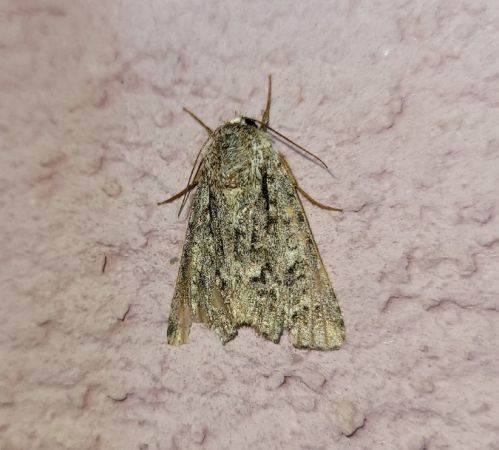 Acronicta auricoma  - Thomas Lux
