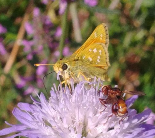 Comma 