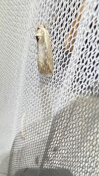 Epimecia ustula  - Melchior Viallet