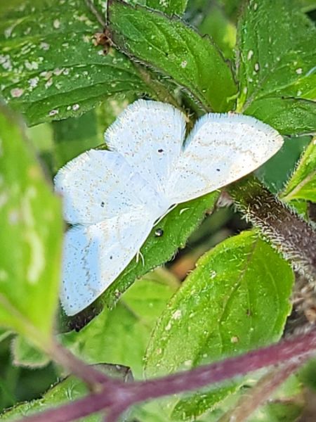 Scopula immutata  - Thomas Lux