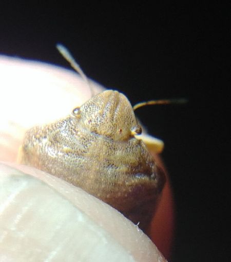 Eurygaster maura 