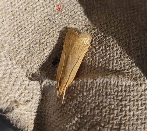 Helcystogramma rufescens  - Thomas Lux