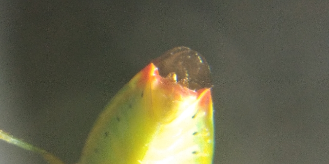 Elasmostethus minor 