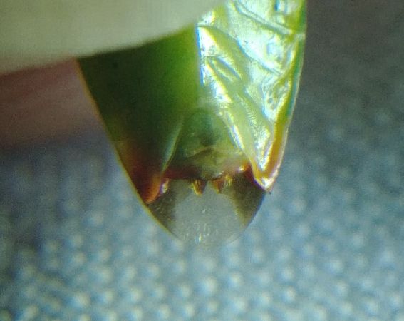 Elasmostethus minor 