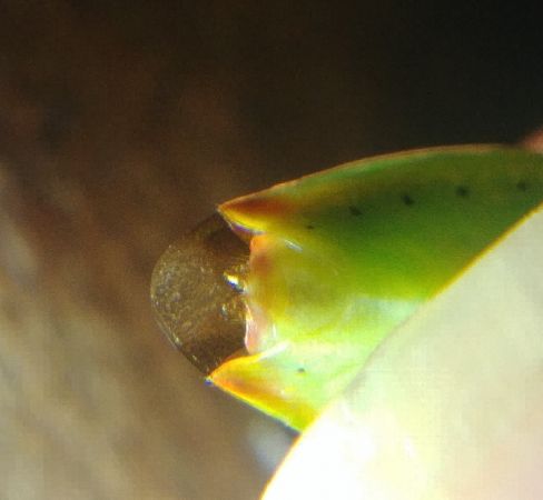 Elasmostethus minor 