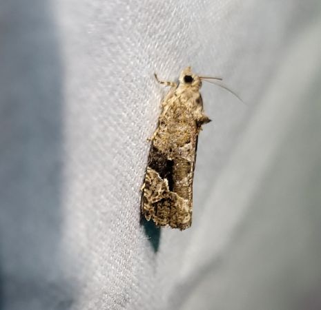 Eudemis porphyrana  - Thomas Lux