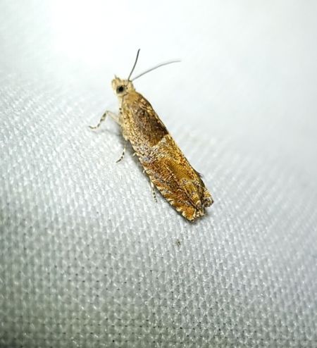 Epinotia tenerana  - Thomas Lux