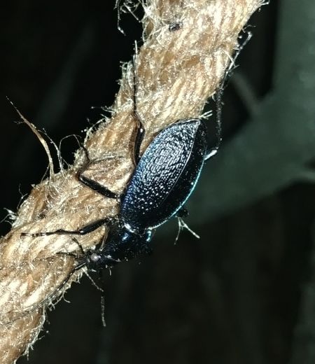 Carabe embrouillé 