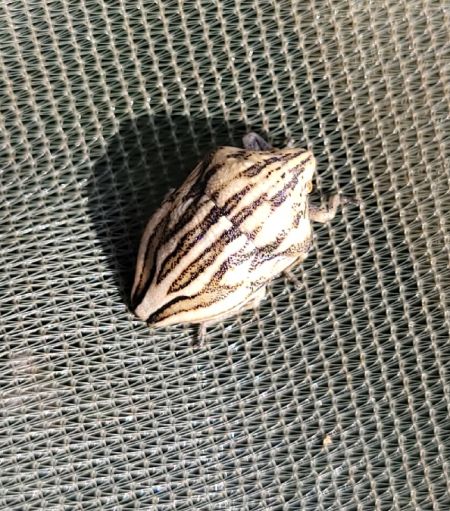 Odontotarsus purpureolineatus  - Thomas Lux