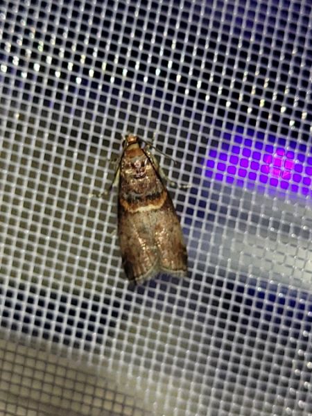 Acrobasis advenella  - Thomas Lux