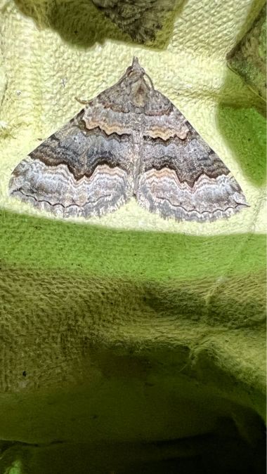 Scotopteryx coelinaria  - Melchior Viallet
