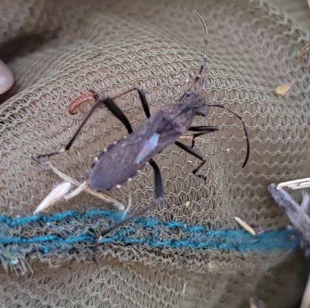 Alydus calcaratus  - Thomas Lux
