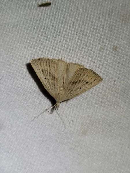 Macrochilo cribrumalis  - Thomas Lux
