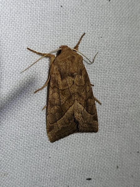 Hydraecia micacea  - Thomas Lux