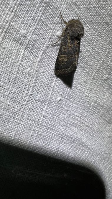 Tholera cespitis  - Melchior Viallet