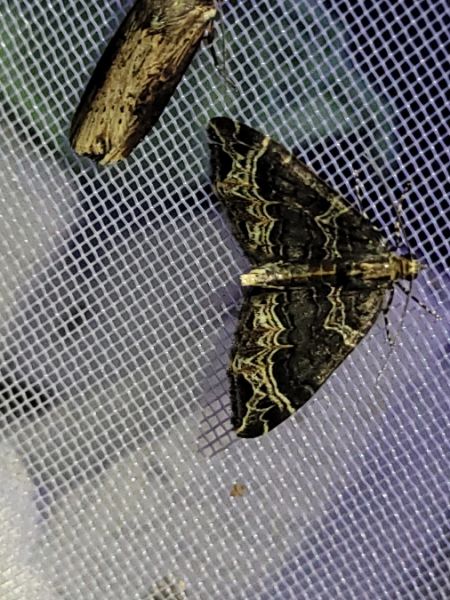 Ecliptopera silaceata  - Thomas Lux