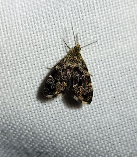 Anthophila fabriciana  - Thomas Lux