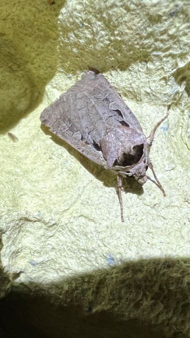 Basistriga flammatra  - Melchior Viallet