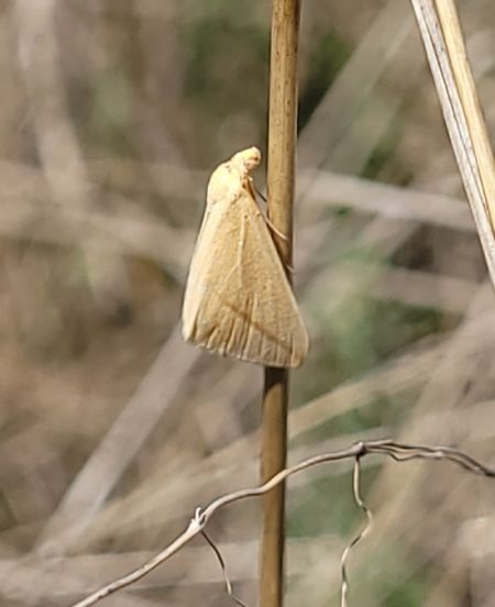 Rhodometra sacraria  - Thomas Lux