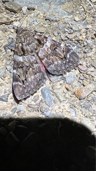 Catocala coniuncta  - Melchior Viallet
