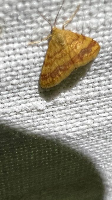 Idaea exilaria  - Melchior Viallet
