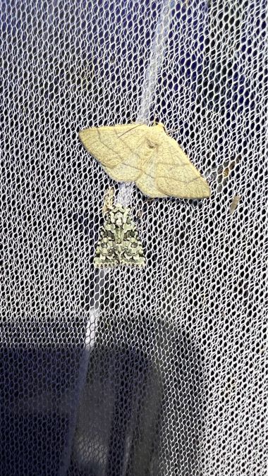 Adactylotis gesticularia  - Melchior Viallet