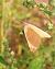 Lythria purpuraria 