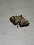 Anania coronata  - Thomas Lux
