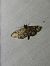 Anania coronata  - Thomas Lux