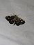 Anania coronata  - Thomas Lux