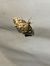 Anania coronata  - Thomas Lux