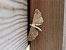 Eupithecia simpliciata  - Thomas Lux