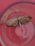 Eupithecia simpliciata  - Thomas Lux