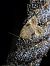Amphipyra berbera  - Thomas Lux